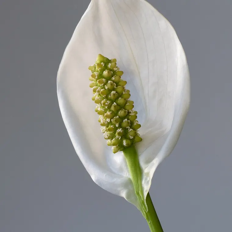 Peace lily with white blooms, suited to low-light rooms