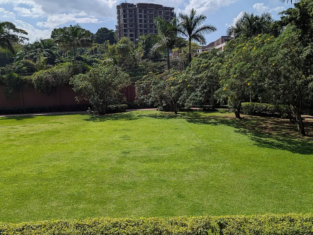 Lush tropical lawn lined with palms at a farmhouse