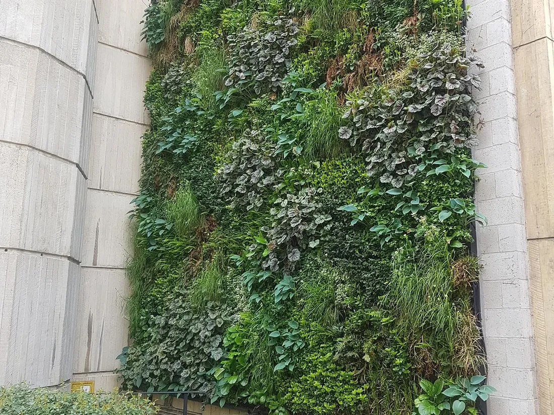 Lush living green wall covering a courtyard facade